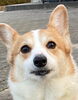 How cute!「動物に関する英語シリーズ〜犬好き〜　⭐️出雲市で英語教室をお探しならドリーム塾へ⭐️」