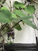 会社敷地内に実ったぶどう・その1「これからの盆休み中も涼しく」