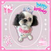 「Dog salon mofu mofu　余市町」