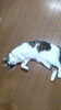 ヘソ天して、かまってかまってあぴーる「うちの猫　」