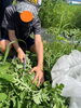 スイカの収穫！ハサミを使って蔓を切ります！「こぱん畑の収穫【札幌市北区児童デイサービスこぱんはうすさくら札幌太平教室】」