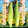 「とうもろこし発送開始のご報告とご質問まとめ🌽」