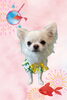 「Dog salon mofu mofu　余市町」