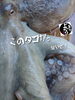 「マダコ入荷致しました
【浜町の海鮮居酒屋 上なり】」