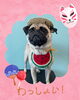 「Dog salon mofu mofu　余市町」