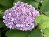紫陽花「嬉しい連絡【訪問介護事業所ゆうゆうネットワーク千曲】」