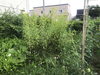 今シーズン一度も刈っていないそうです(^^「草刈のお見積り(^^」