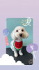 「Dog salon mofu mofu　余市町」