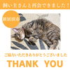 「【無事再会！】新居浜市久保田町付近で迷子になった猫のロコちゃん。飼い主さんと再会できました！」
