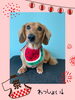 「Dog salon mofu mofu　余市町」