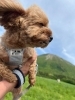先日愛犬とお散歩に行きました🐾 IN大山「健康のカギ🔑は『足』にあり⁈」