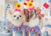 「【舞鶴】ene☆いいね　　店舗へのご来店ありがとうございます🐶」