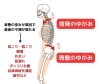 産後の不調のメカニズム「南草津・草津で産後の骨盤矯正ならカイロシガ整体院」