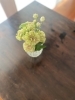 花びらにフューシャピンク色のラインを持つカーネ「踏ん張っている花たち」