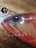 「アカハタ入荷致しました
【浜町の海鮮居酒屋 上なり】」