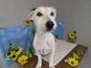 「本日のお客さま♥️ミックス犬【大分市中戸次／ドッグサロン／トリミング】」