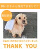 「【無事再会！】新居浜市泉池町付近で保護された犬、飼い主さんと再会できました！」