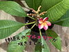 「鉢植えのプルメリアが咲きました。」