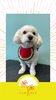 「Dog salon mofu mofu　余市町」