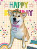 「Dog salon mofu mofu　余市町」