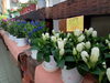 「南魚沼の花屋、フローリストたかのです。敬老の日におすすめのお花。」