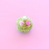 「上生菓子　きんとん　菓銘「秋桜」」
