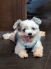 看板犬見習い「今日を乗り切れば…」