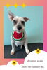 「Dog salon mofu mofu　余市町」