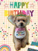 「Dog salon mofu mofu　余市町」