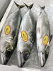 「魚魚市場鮮魚コーナーおすすめは「ゴマサバ」です♪」