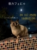 お知らせにゃ「夜カフェ告知❣️【岡山市中区国府市場　冷めても美味しい　自家焙煎珈琲屋まるこ】」