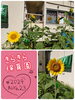 ひまわりが咲きました！！「ひまわりが咲きました🌻✨」