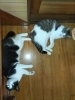階段したがお気に入りのひとつ。「暑いので。猫。」