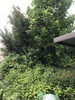 電線に掛かりそうです。「伐採のお見積り」
