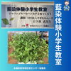 タデアイ(蓼藍)「 杉並区 永福和泉地域区民センター協議会 藍染体験小学生教室へ」