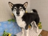 「本日のお客さま♥️柴犬【大分市中戸次／ドッグサロン／トリミング】」