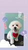 「Dog salon mofu mofu　余市町」