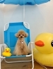 クレアちゃん　ましゅまろアルガン泡パックご利用「サマービーチ🏖️&予約状況」