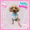 「Dog salon mofu mofu　余市町」