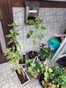 「ひまわり日記🌻67日目　買取のべおか　高価買取」