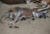 袋から少し見える仔と母キマメ「アカカンガルーの赤ちゃんが顔を出しました！」
