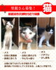 「【新居浜市】里親募集のお知らせ！」
