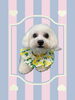 「Dog salon mofu mofu　余市町」
