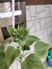 「ひまわり日記🌻68日目　買取のべおか　高価買取」
