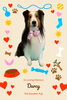 「Dog salon mofu mofu　余市町」