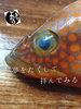 「キジハタ（アコウ）入荷致しました
【浜町の海鮮居酒屋 上なり】」