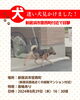 「首輪のついていた中型犬の目撃情報です。迷い犬かも？【新居浜市宮西町】」