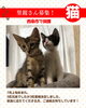 8月30日時点の様子です「【西条市】里親募集のお知らせ！」