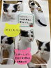 「子猫の里親さん決定のお知らせ」