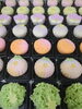 「秋の上生菓子」